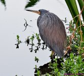 DSC_9335_001.JPG