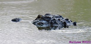 DSC_9341_001.JPG