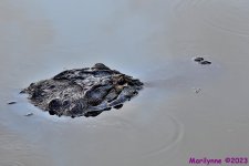 DSC_9343_001.JPG