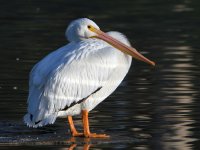 Pelican.jpg