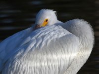 Pelican3.jpg