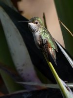 Hummer2.jpg