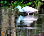 DSC_9615_001.JPG
