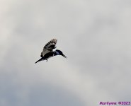 DSC_9621_001.JPG