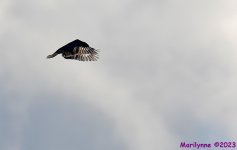 DSC_9625_001.JPG