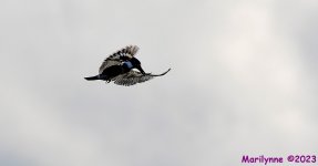 DSC_9634_001.JPG