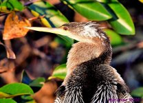 DSC_9686_001.JPG