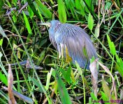 DSC_9695_001.JPG