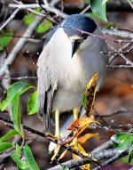 DSC_9717_001.JPG
