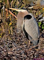 DSC_9705_001.JPG