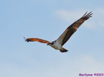 DSC_9689_001.JPG
