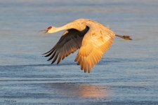 SandhillIceTakeoff-535.jpg