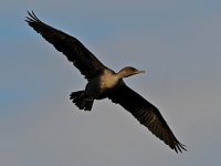 Cormorant.jpg