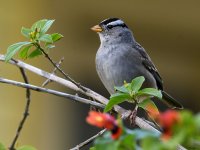 Sparrow.jpg