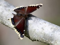 MourningCloak2.jpg