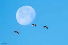 GeeseMoon-535.jpg