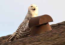 ROY_3676.JPG