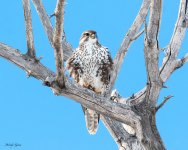 PrairieFalcon-535.jpg
