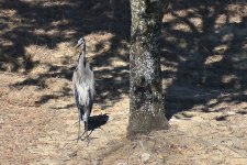 750_0291R_Sh_cr.jpg
