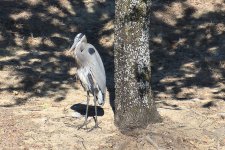 750_0360R_Sh_cr.jpg