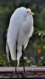 DSC_9725_001.JPG