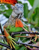DSC_9743_001.JPG