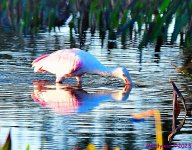 DSC_9768_001.JPG
