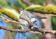 DSC_9868_001.JPG