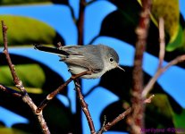 DSC_9882_001.JPG