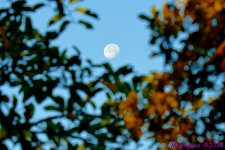 DSC_9897_001.JPG