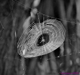 DSC_9896_001.JPG