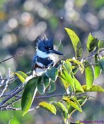 DSC_9944_001.JPG