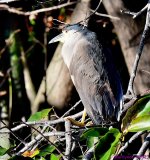 DSC_9963_001.JPG
