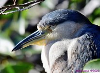 DSC_9983_001.JPG