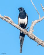 Magpie-535.jpg