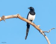 Magpie-536.jpg