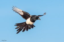 Magpie-537.jpg