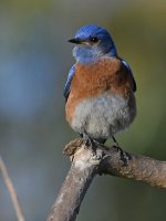 Bluebird2.jpg
