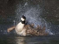 Goose.jpg