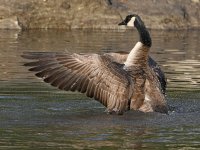 Goose3.jpg