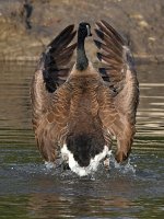 Goose4.jpg