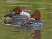 Merganser6.jpg