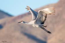 SandhillFlight-550.jpg