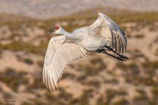 SandhillFlight-552.jpg
