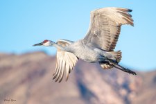 SandhillFlight-554.jpg