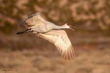 SandhillFlight-556.jpg