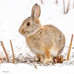 Bunny-535.jpg