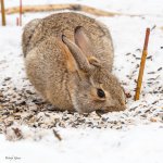 Bunny-536.jpg