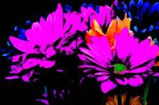 D7100 #3 Flowers Home HD1 copy.jpg