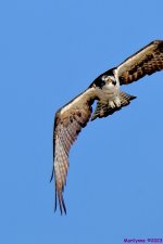 DSC_0021_001.JPG